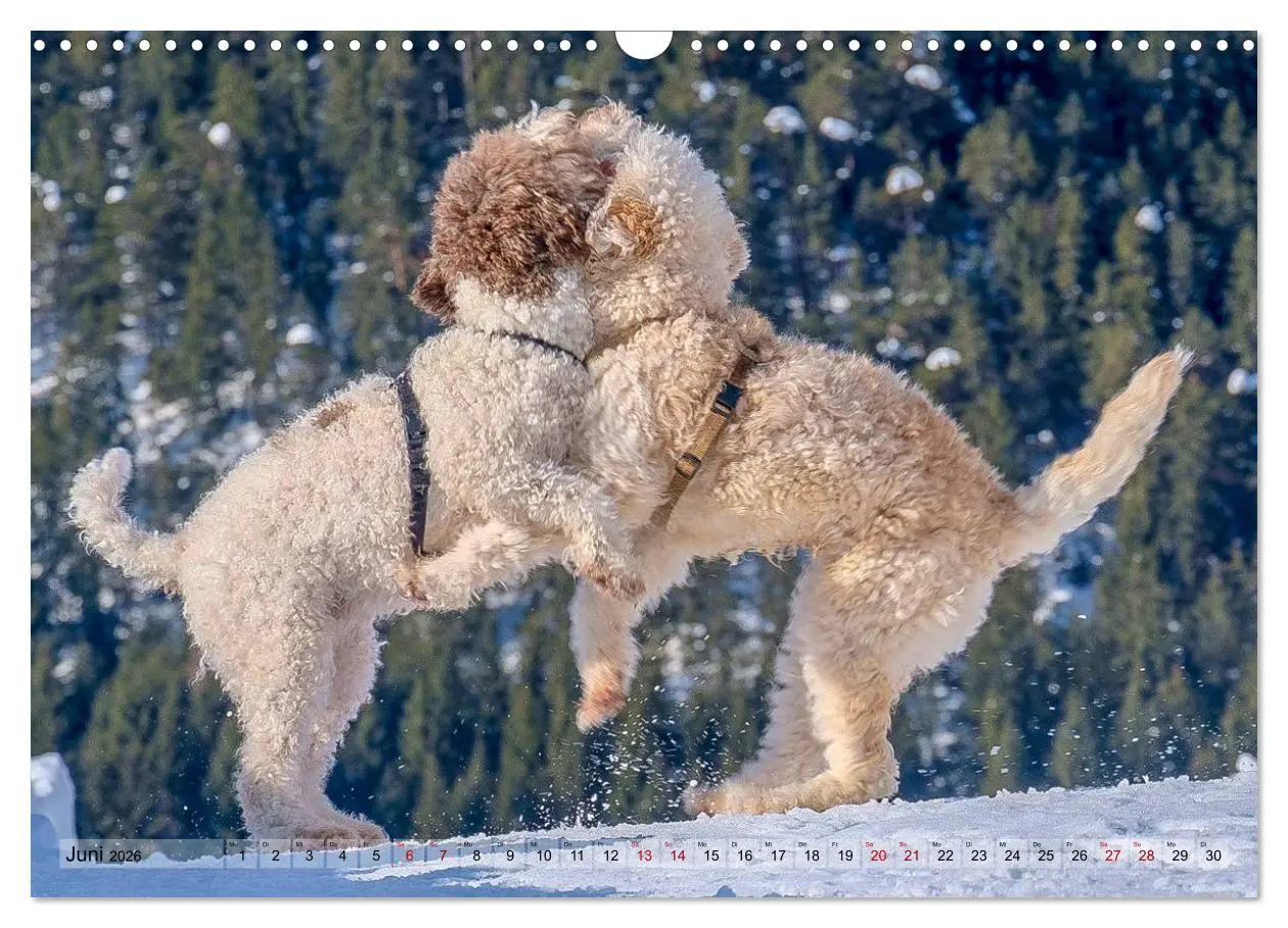 Bild: 9783457918876 | Lagotto Romagnolo Tanzende Trüffelnasen (Wandkalender 2026 DIN A3...