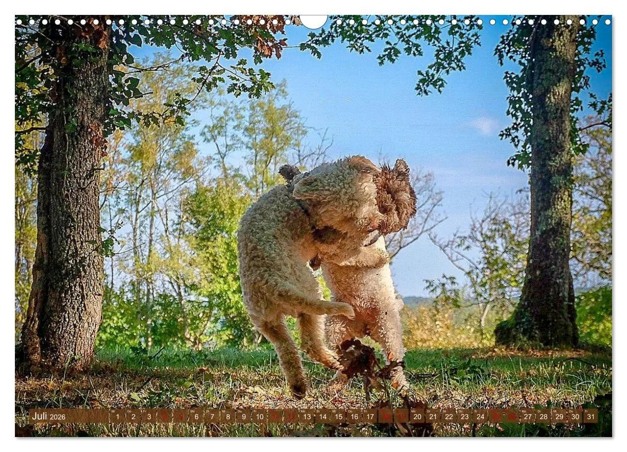 Bild: 9783457918876 | Lagotto Romagnolo Tanzende Trüffelnasen (Wandkalender 2026 DIN A3...