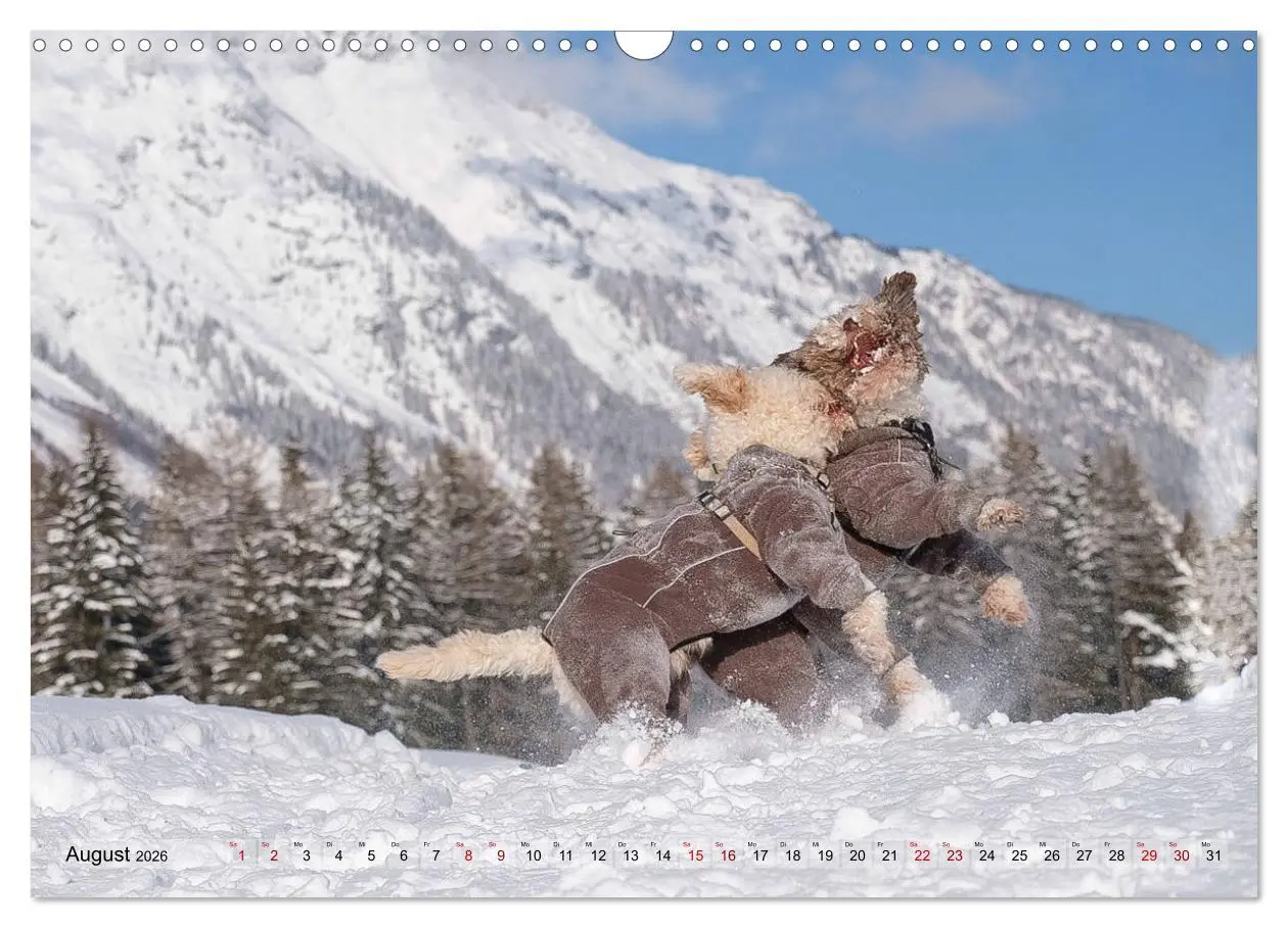 Bild: 9783457918876 | Lagotto Romagnolo Tanzende Trüffelnasen (Wandkalender 2026 DIN A3...