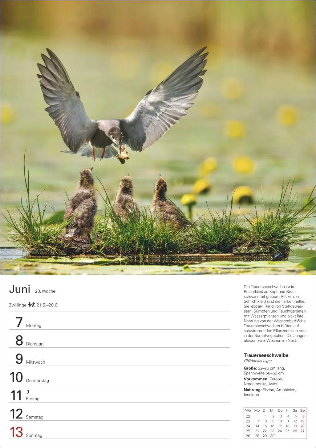 Bild: 9783840038976 | Heimische Tiere Wochenplaner 2027 - 53 faszinierende Fotografien