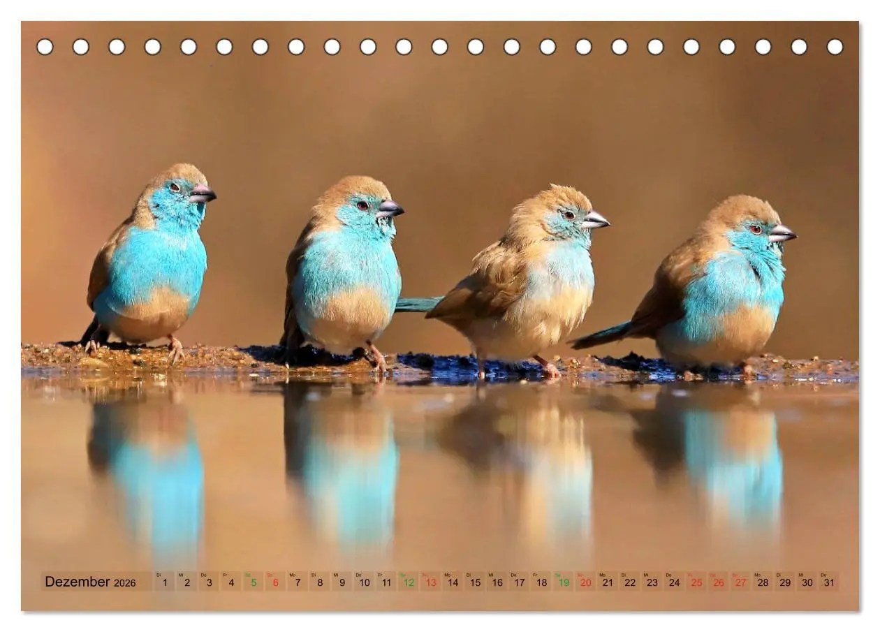 Bild: 9783516129076 | Vögel in Afrika - Magie der Farben (Tischkalender 2026 DIN A5...