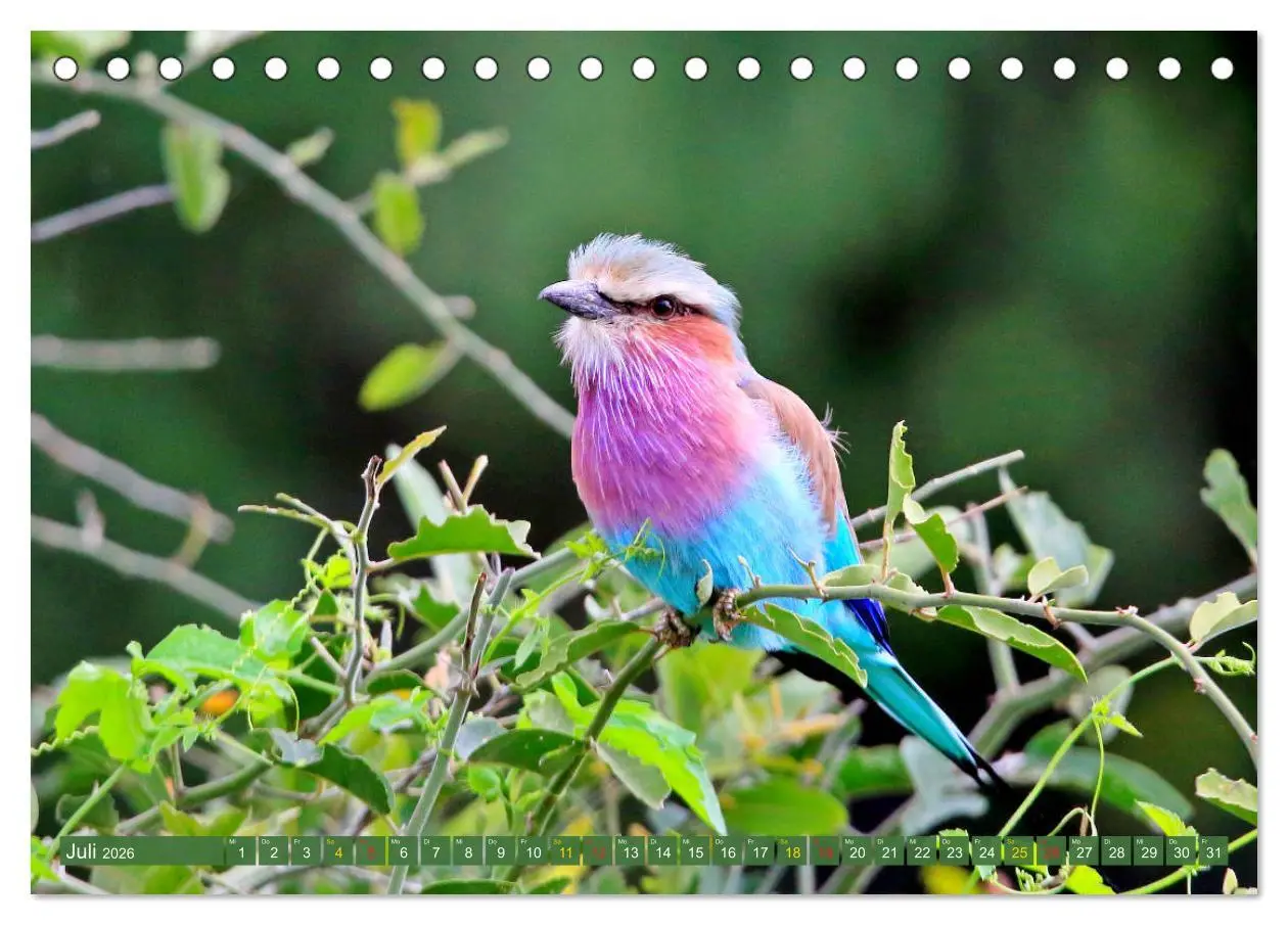 Bild: 9783516129076 | Vögel in Afrika - Magie der Farben (Tischkalender 2026 DIN A5...