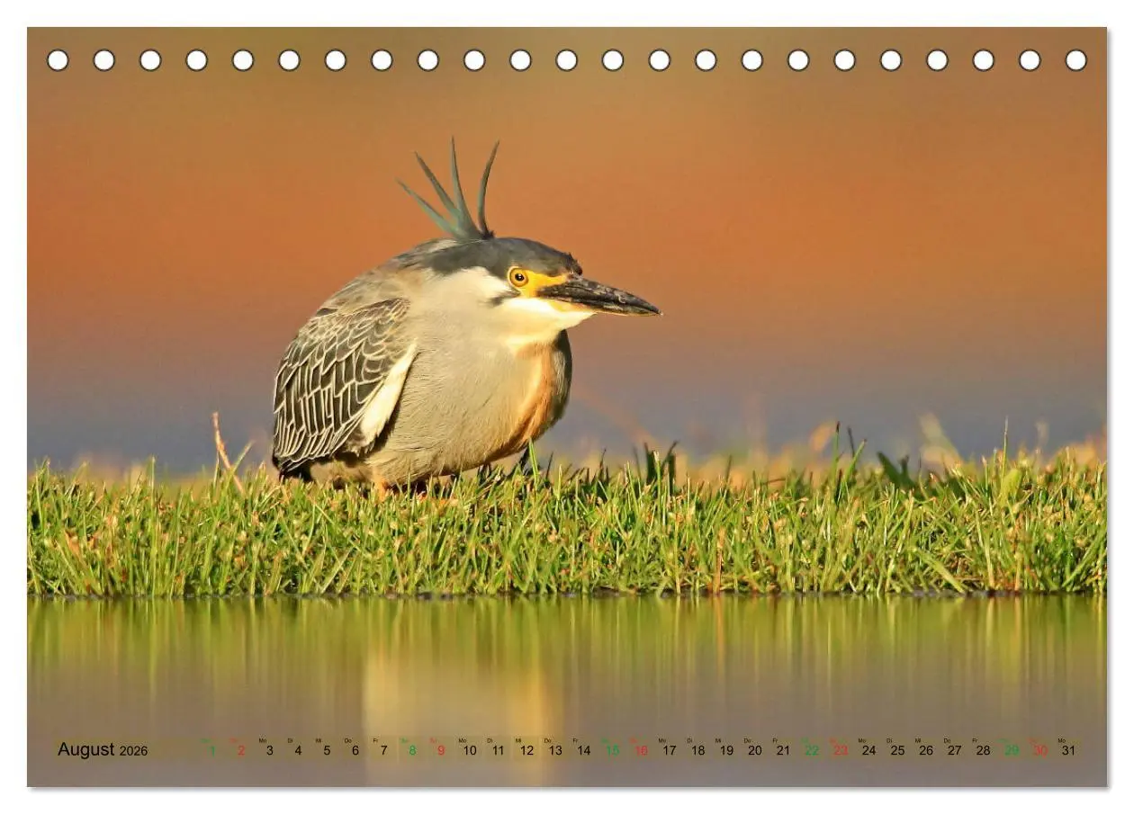 Bild: 9783516129076 | Vögel in Afrika - Magie der Farben (Tischkalender 2026 DIN A5...