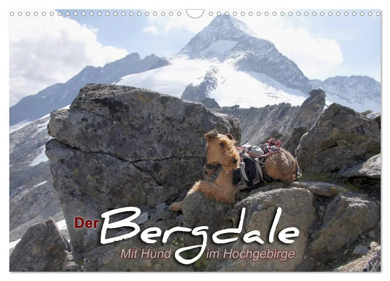 Cover: 9783435559176 | Der Bergdale - mit Hund im Hochgebirge (Wandkalender 2025 DIN A3...