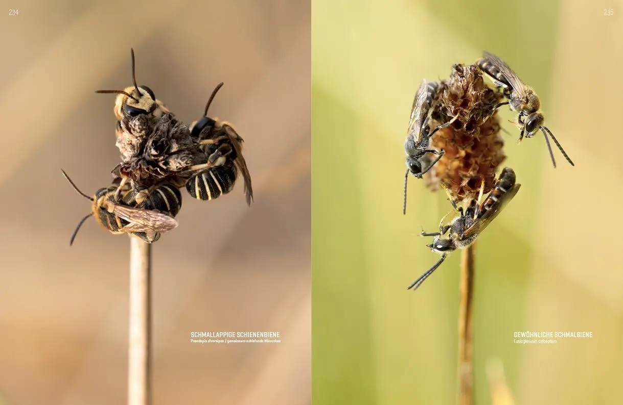 Bild: 9783943969276 | WILDBIENENHELFER | Wildbienen &amp; Blühpflanzen | Anja Eder (u. a.)