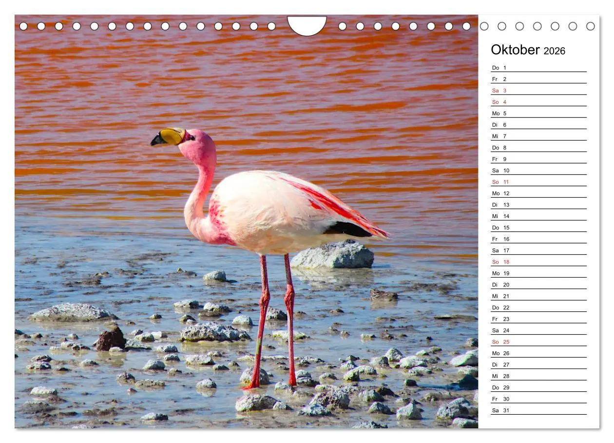 Bild: 9783457629376 | Mein Flamingo Planer (Wandkalender 2026 DIN A4 quer), CALVENDO...