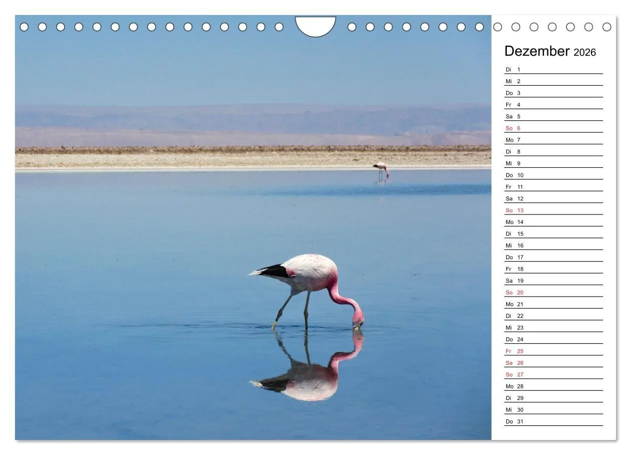 Bild: 9783457629376 | Mein Flamingo Planer (Wandkalender 2026 DIN A4 quer), CALVENDO...