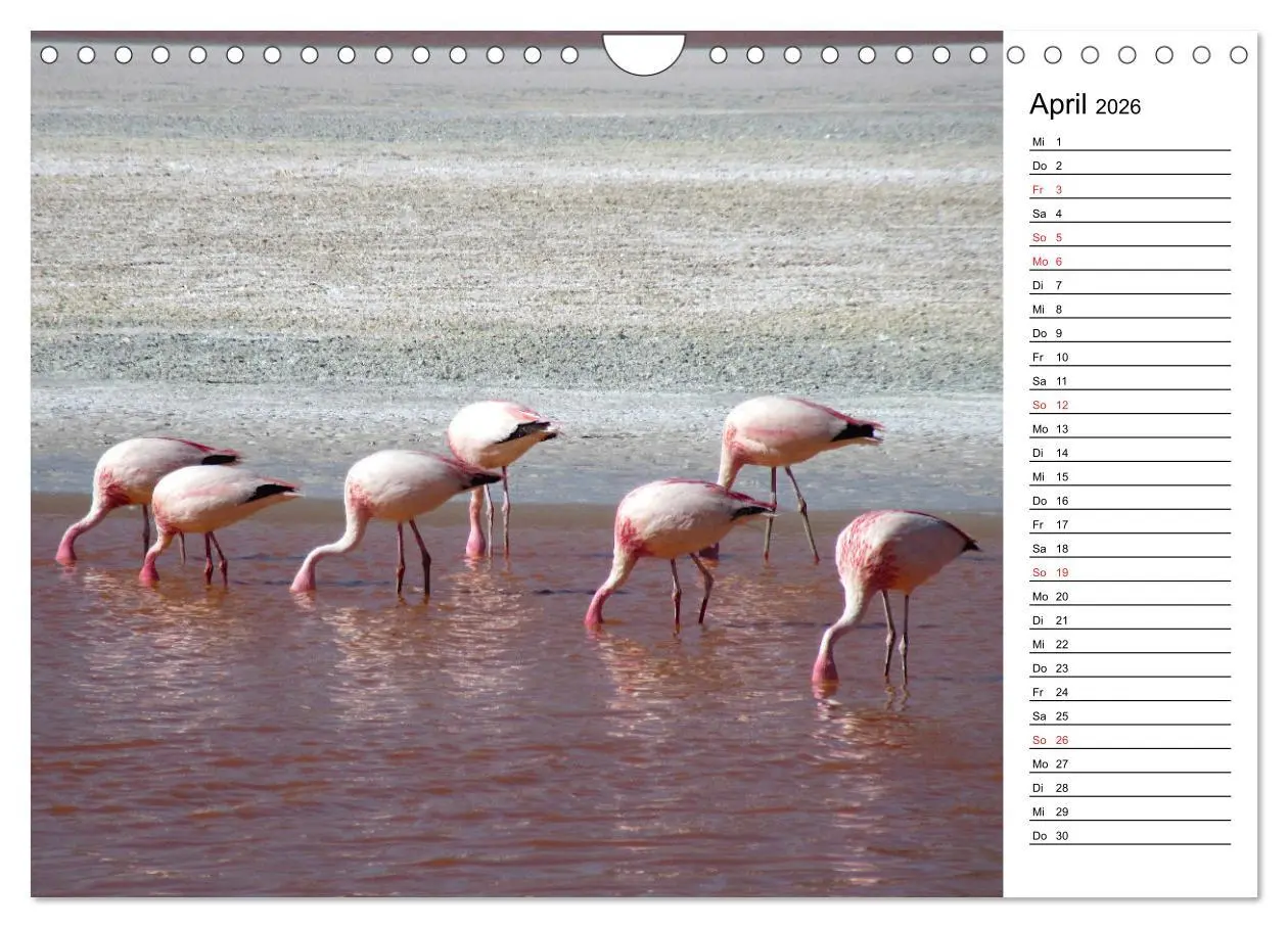 Bild: 9783457629376 | Mein Flamingo Planer (Wandkalender 2026 DIN A4 quer), CALVENDO...