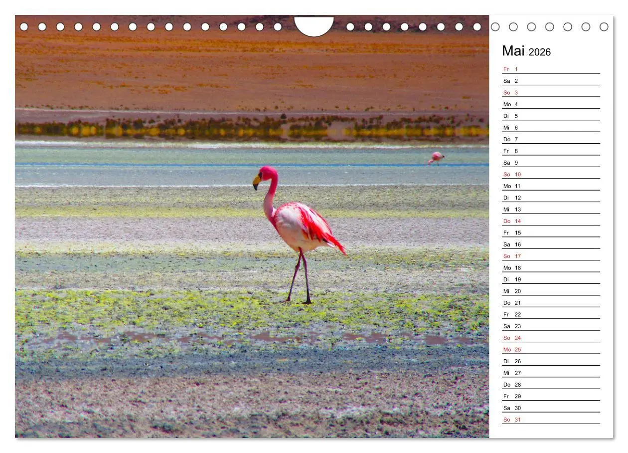 Bild: 9783457629376 | Mein Flamingo Planer (Wandkalender 2026 DIN A4 quer), CALVENDO...