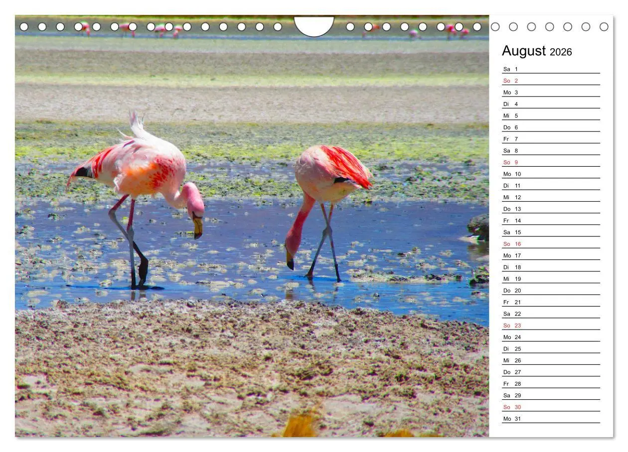 Bild: 9783457629376 | Mein Flamingo Planer (Wandkalender 2026 DIN A4 quer), CALVENDO...