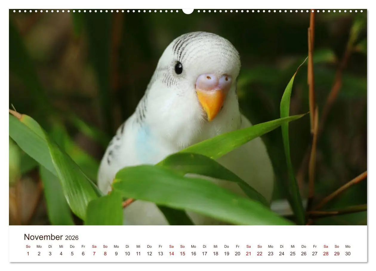 Bild: 9783457939376 | Wellensittiche - der NEUE Kalender (Wandkalender 2026 DIN A2 quer),...