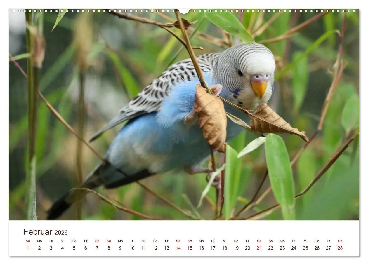 Bild: 9783457939376 | Wellensittiche - der NEUE Kalender (Wandkalender 2026 DIN A2 quer),...