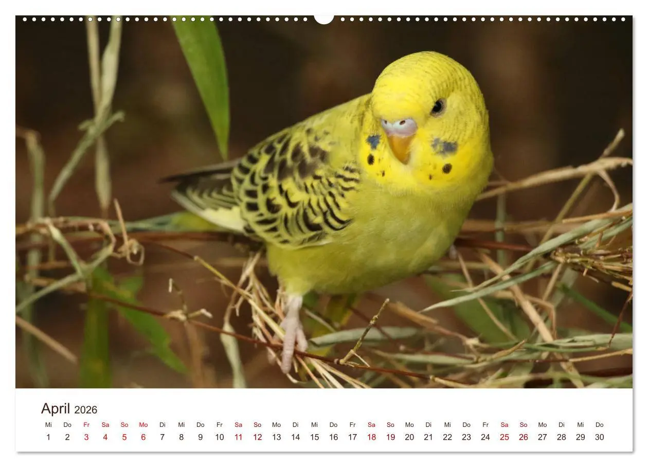 Bild: 9783457939376 | Wellensittiche - der NEUE Kalender (Wandkalender 2026 DIN A2 quer),...