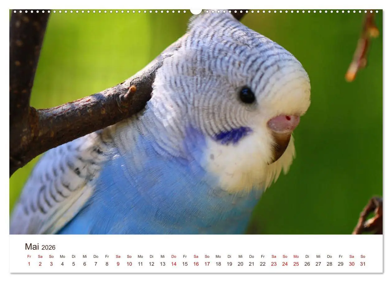 Bild: 9783457939376 | Wellensittiche - der NEUE Kalender (Wandkalender 2026 DIN A2 quer),...