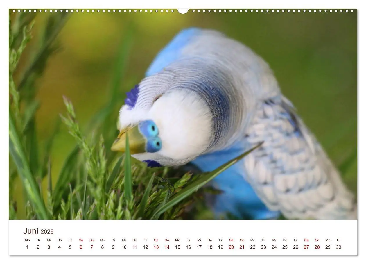 Bild: 9783457939376 | Wellensittiche - der NEUE Kalender (Wandkalender 2026 DIN A2 quer),...