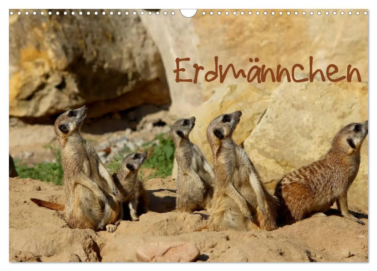 Cover: 9783516189476 | Erdmännchen (Wandkalender 2026 DIN A3 quer), CALVENDO Monatskalender