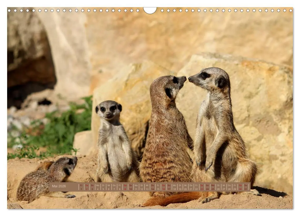 Bild: 9783516189476 | Erdmännchen (Wandkalender 2026 DIN A3 quer), CALVENDO Monatskalender