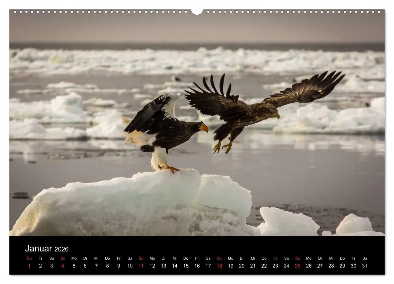 Bild: 9783516179576 | Seeadler - Könige der Lüfte (Wandkalender 2026 DIN A2 quer),...