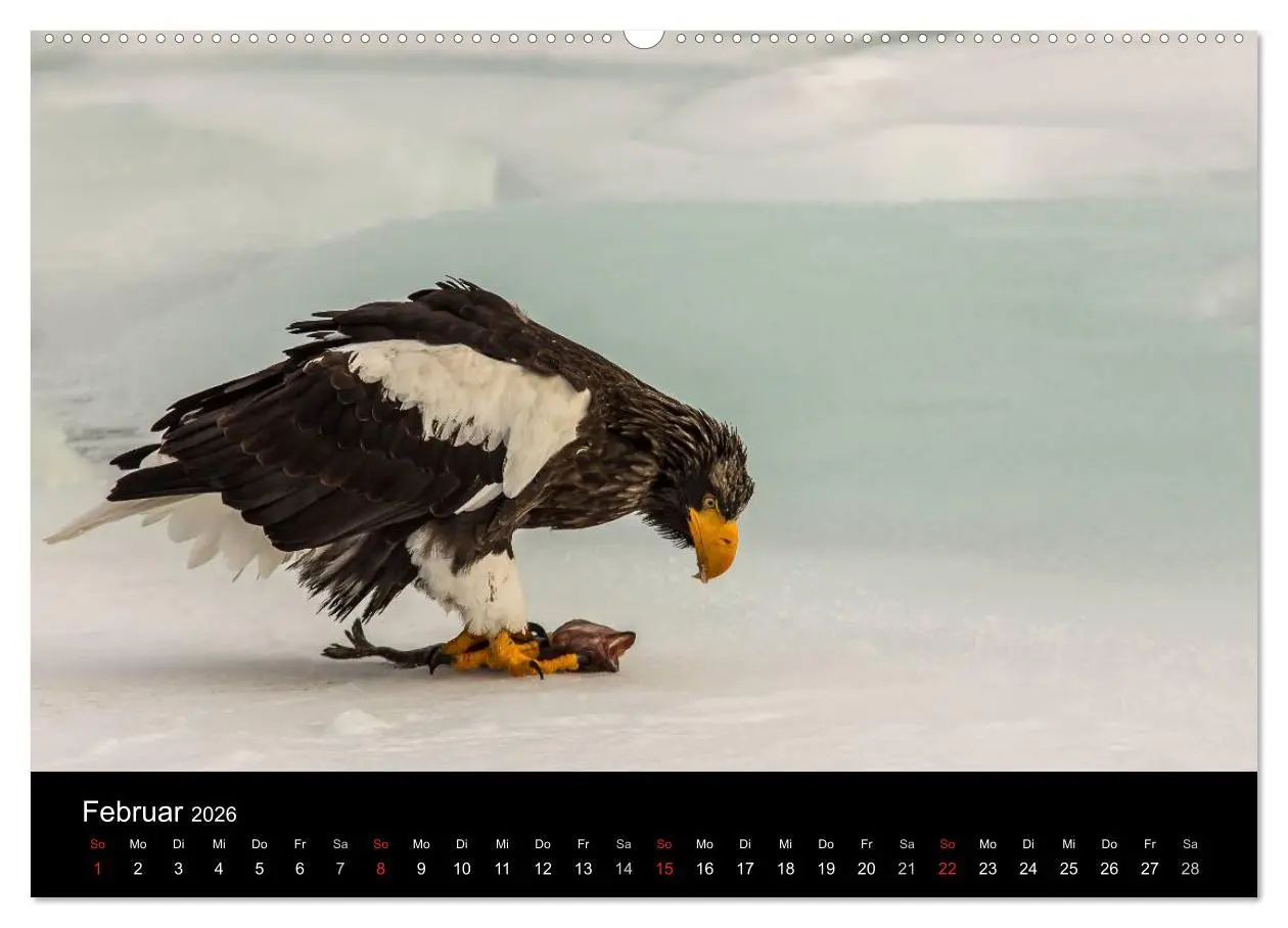 Bild: 9783516179576 | Seeadler - Könige der Lüfte (Wandkalender 2026 DIN A2 quer),...