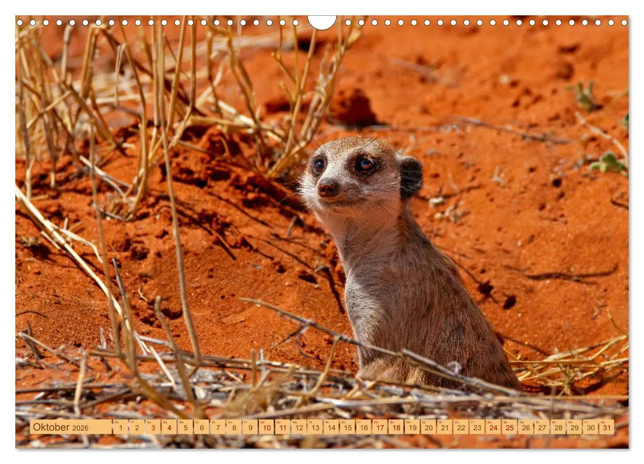 Bild: 9783457459676 | Afrikas Tierwelt - Erdmännchen (Wandkalender 2026 DIN A3 quer),...