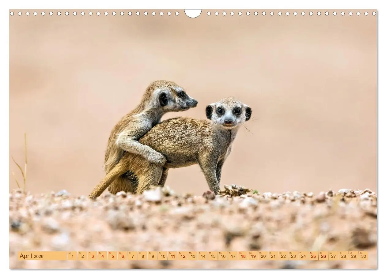 Bild: 9783457459676 | Afrikas Tierwelt - Erdmännchen (Wandkalender 2026 DIN A3 quer),...
