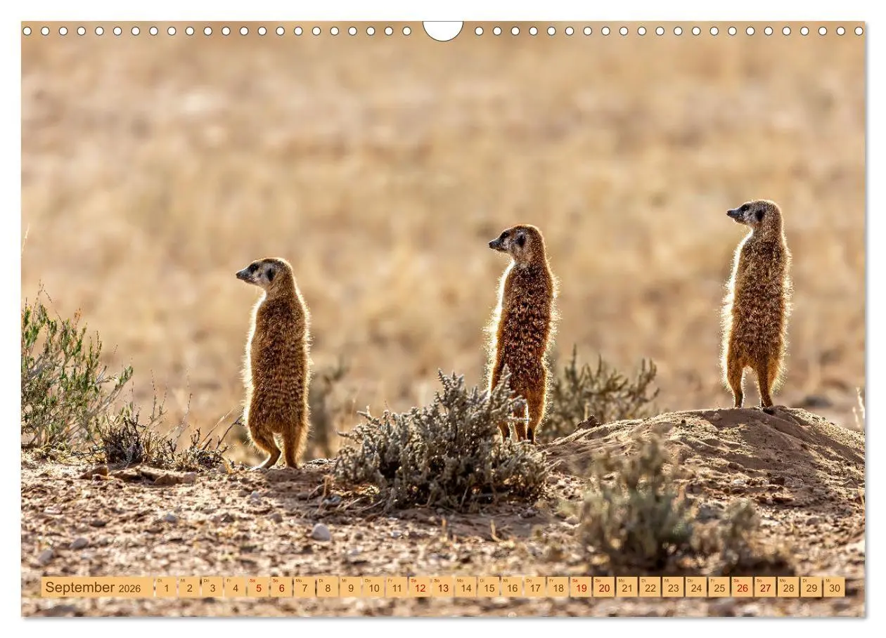 Bild: 9783457459676 | Afrikas Tierwelt - Erdmännchen (Wandkalender 2026 DIN A3 quer),...