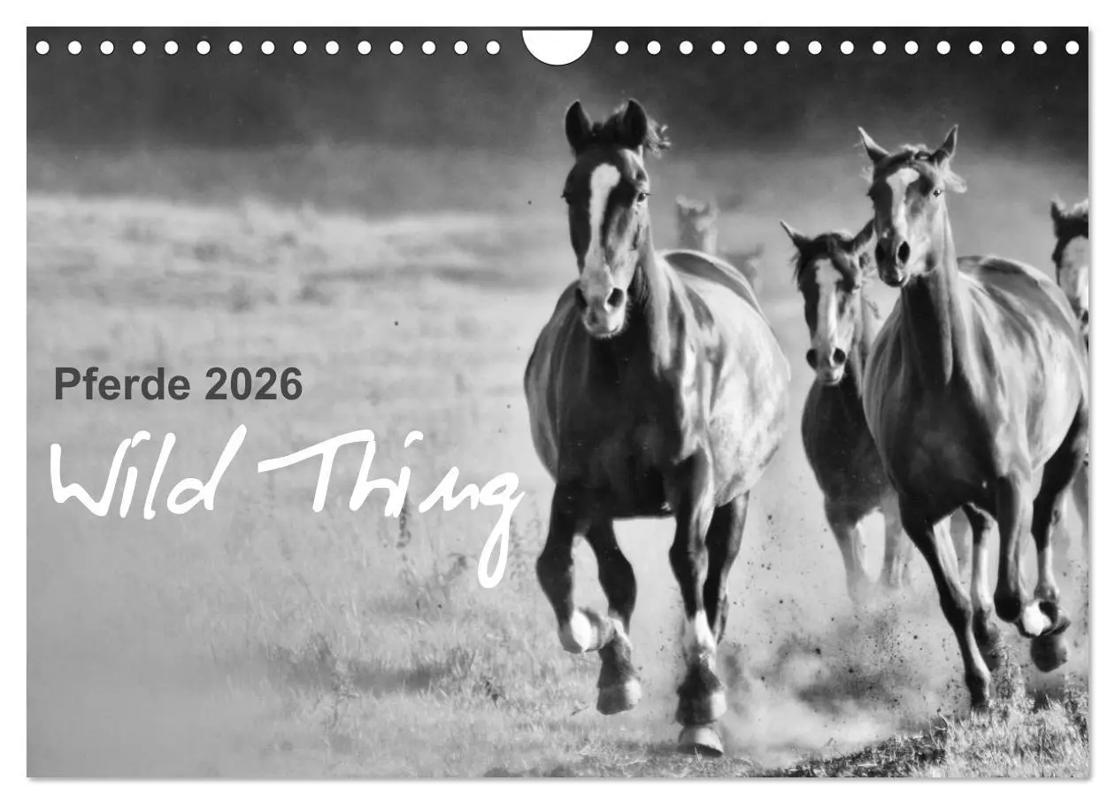 Cover: 9783516169676 | Pferde 2026 Wild Thing (Wandkalender 2026 DIN A4 quer), CALVENDO...