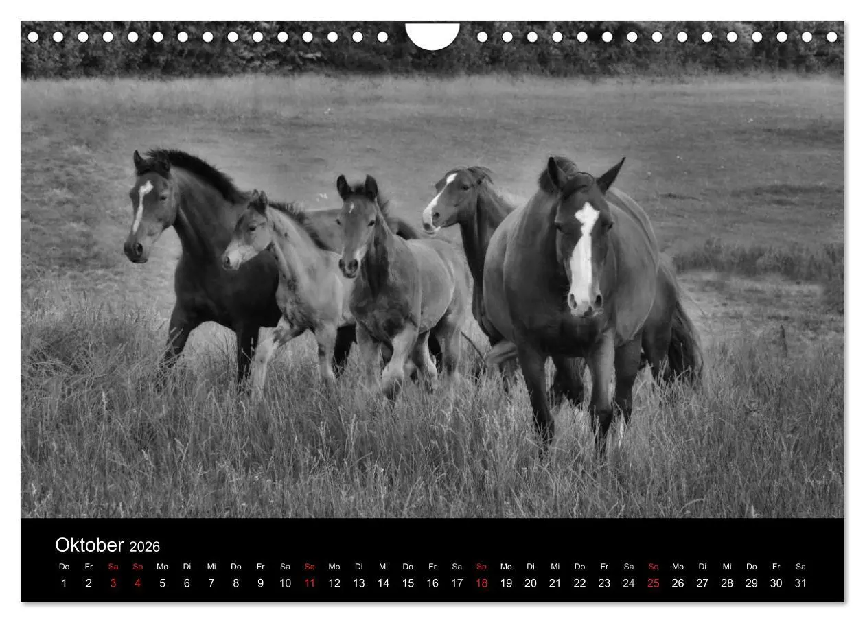 Bild: 9783516169676 | Pferde 2026 Wild Thing (Wandkalender 2026 DIN A4 quer), CALVENDO...