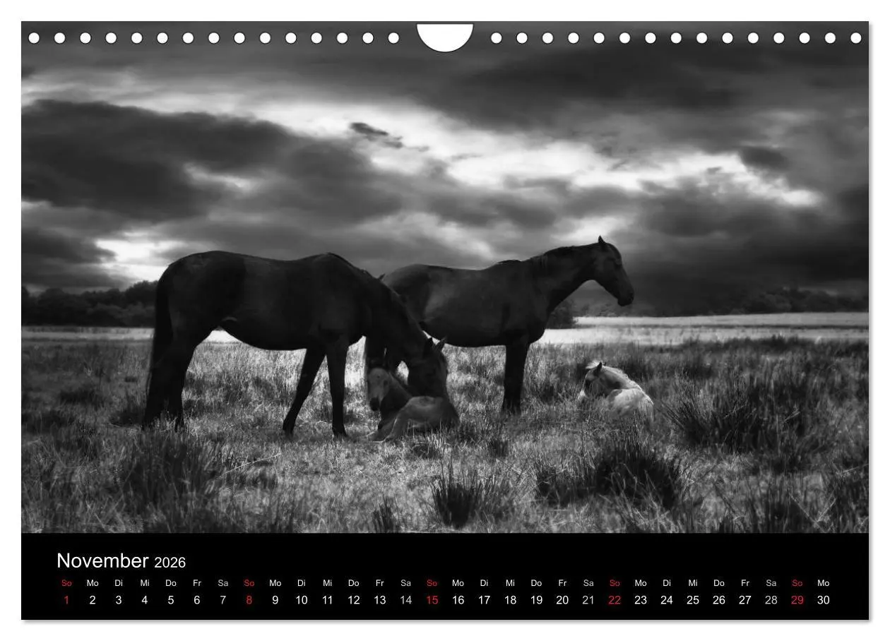 Bild: 9783516169676 | Pferde 2026 Wild Thing (Wandkalender 2026 DIN A4 quer), CALVENDO...
