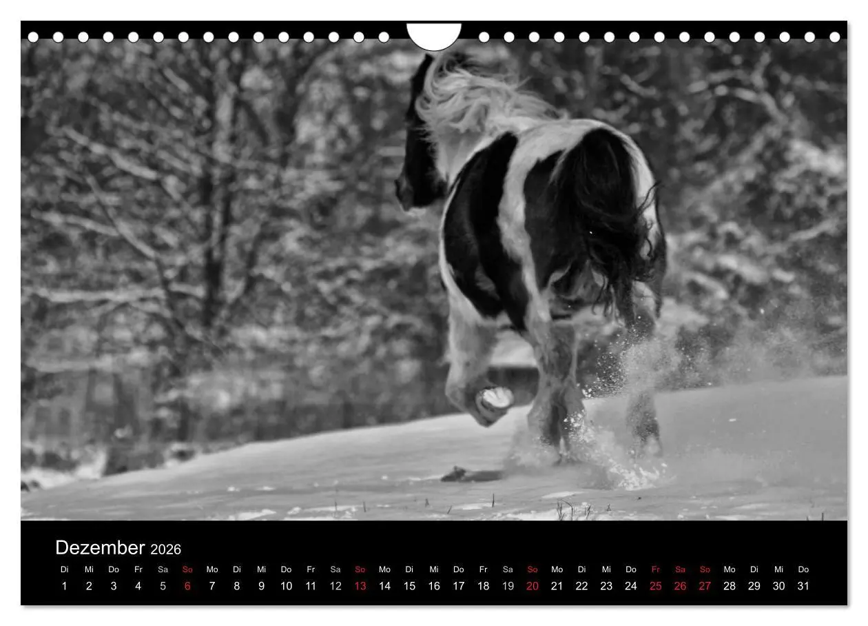 Bild: 9783516169676 | Pferde 2026 Wild Thing (Wandkalender 2026 DIN A4 quer), CALVENDO...