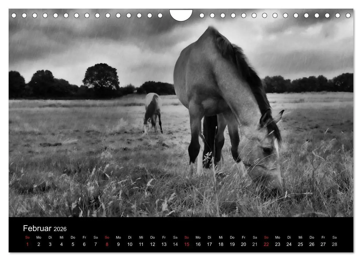 Bild: 9783516169676 | Pferde 2026 Wild Thing (Wandkalender 2026 DIN A4 quer), CALVENDO...