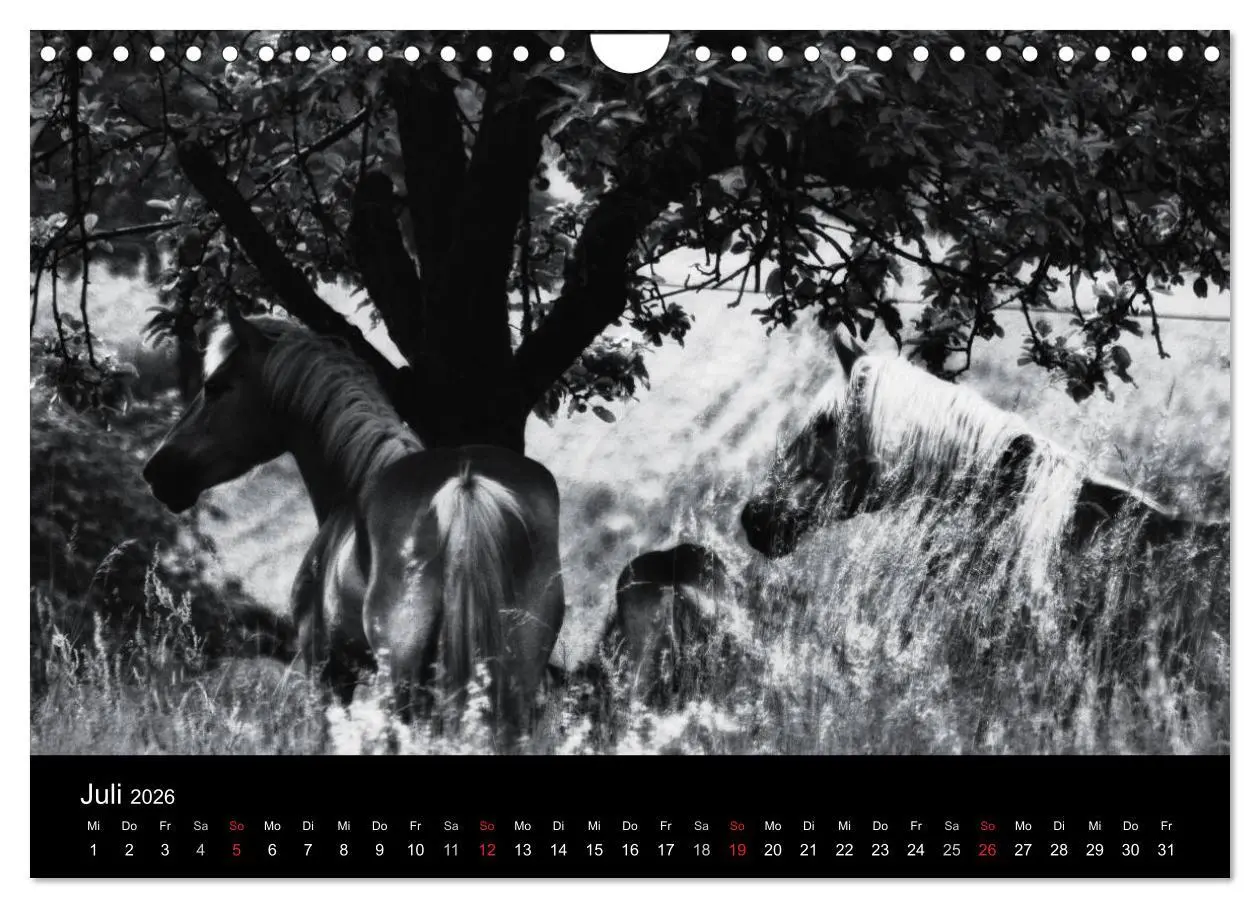 Bild: 9783516169676 | Pferde 2026 Wild Thing (Wandkalender 2026 DIN A4 quer), CALVENDO...