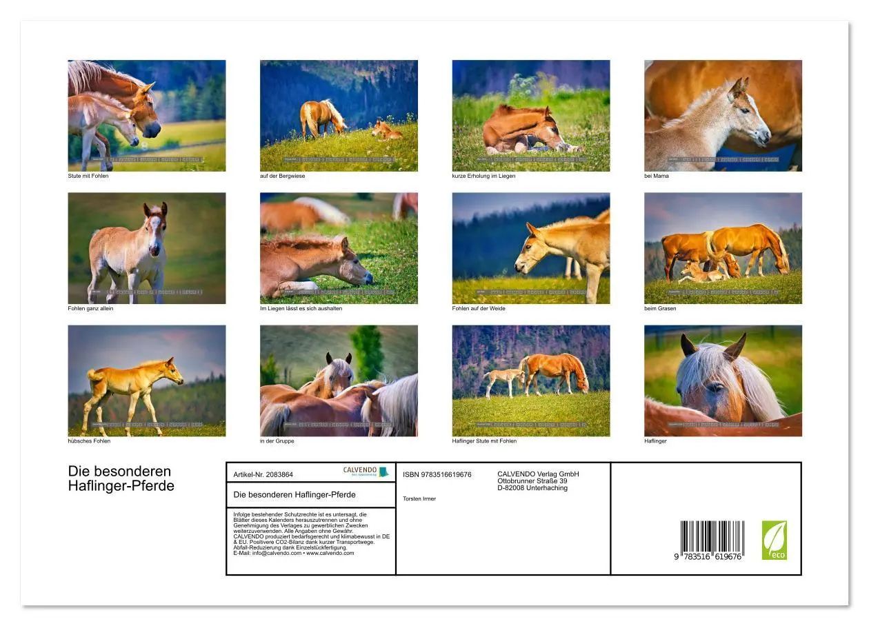 Bild: 9783516619676 | Die besonderen Haflinger-Pferde (hochwertiger Premium Wandkalender...