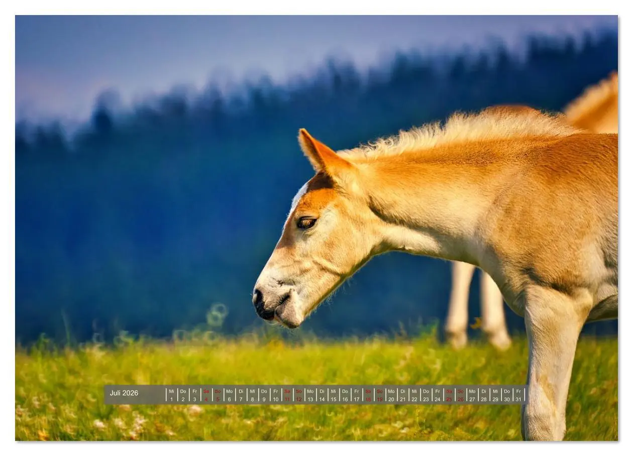 Bild: 9783516619676 | Die besonderen Haflinger-Pferde (hochwertiger Premium Wandkalender...
