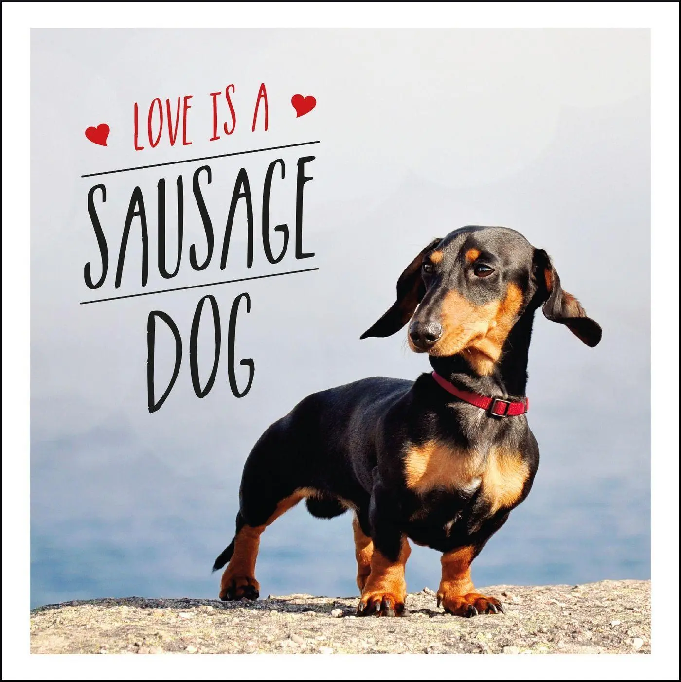 Cover: 9781849539876 | Love is a Sausage Dog | Charlie Ellis | Buch | Gebunden | Englisch