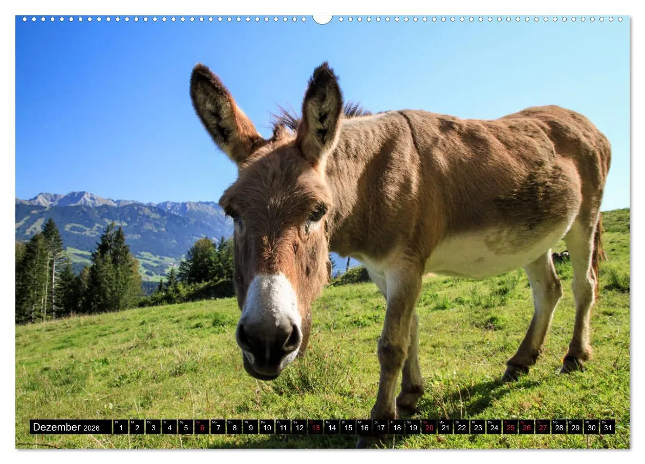 Bild: 9783457679876 | Faszination Allgäu (hochwertiger Premium Wandkalender 2026 DIN A2...