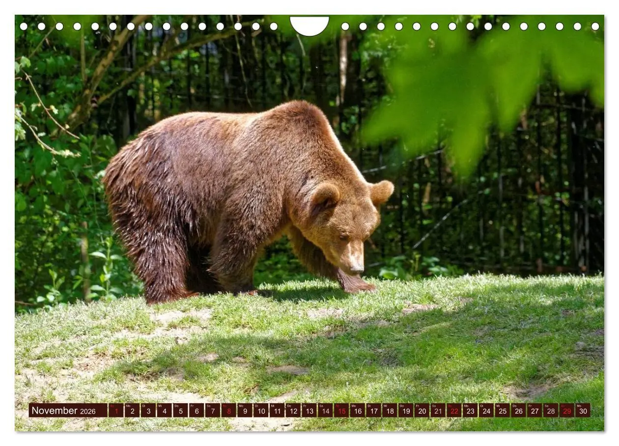 Bild: 9783457989876 | Bären. Unterwegs mit Meister Petz (Wandkalender 2026 DIN A4 quer),...