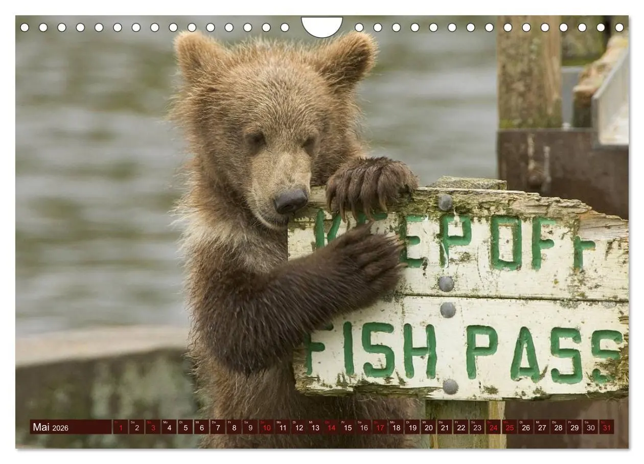 Bild: 9783457989876 | Bären. Unterwegs mit Meister Petz (Wandkalender 2026 DIN A4 quer),...