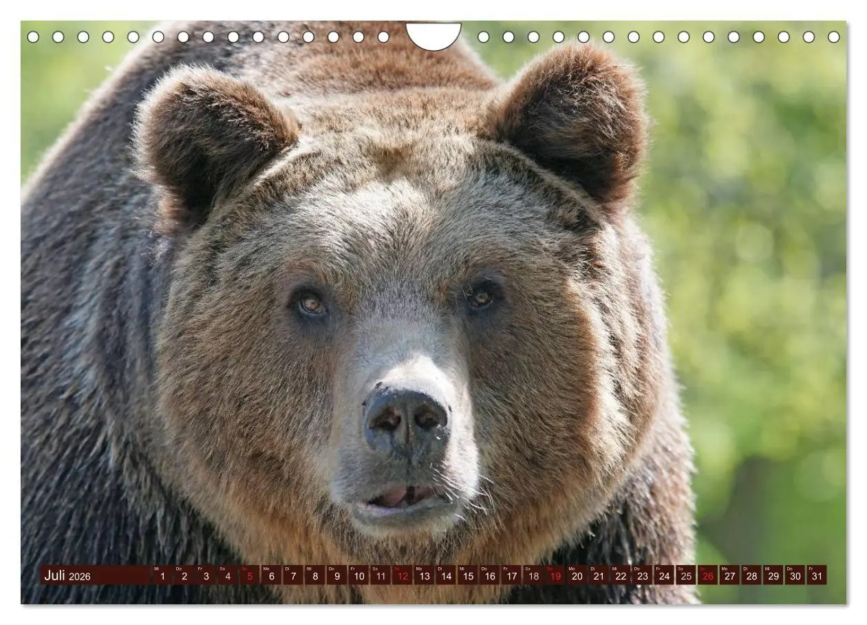 Bild: 9783457989876 | Bären. Unterwegs mit Meister Petz (Wandkalender 2026 DIN A4 quer),...
