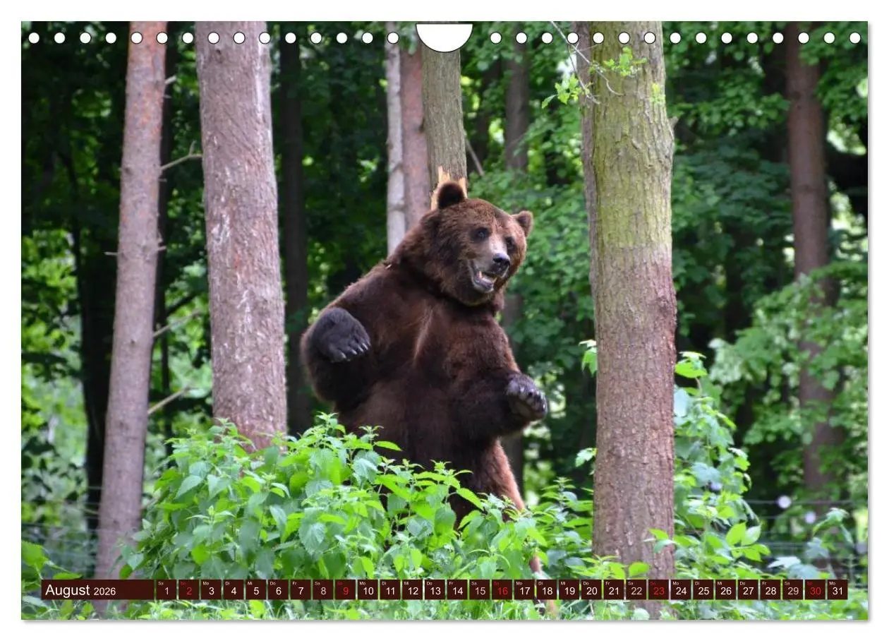 Bild: 9783457989876 | Bären. Unterwegs mit Meister Petz (Wandkalender 2026 DIN A4 quer),...
