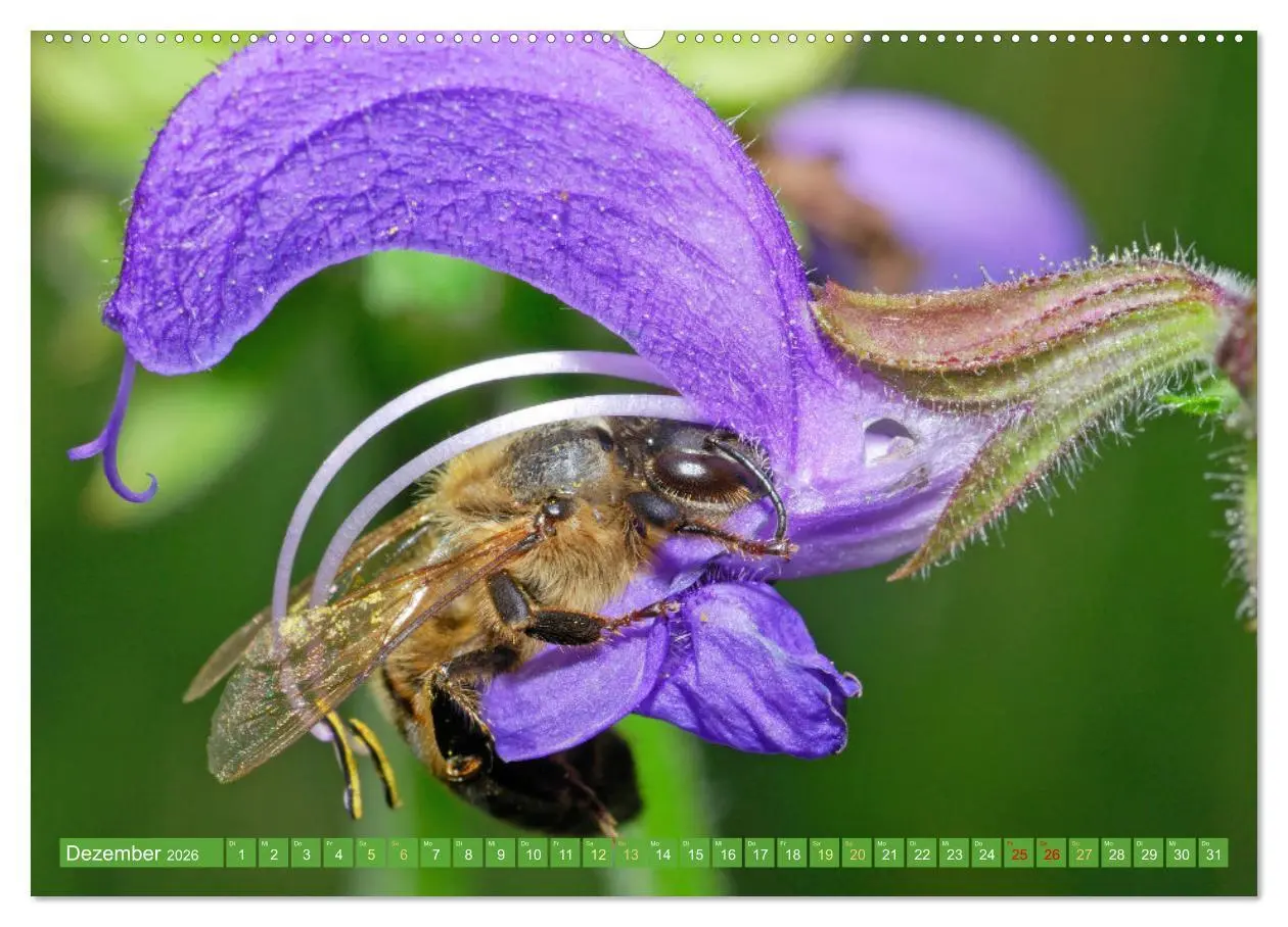 Bild: 9783457289976 | Der Imker: Leidenschaft für die Bienen (Wandkalender 2026 DIN A2...