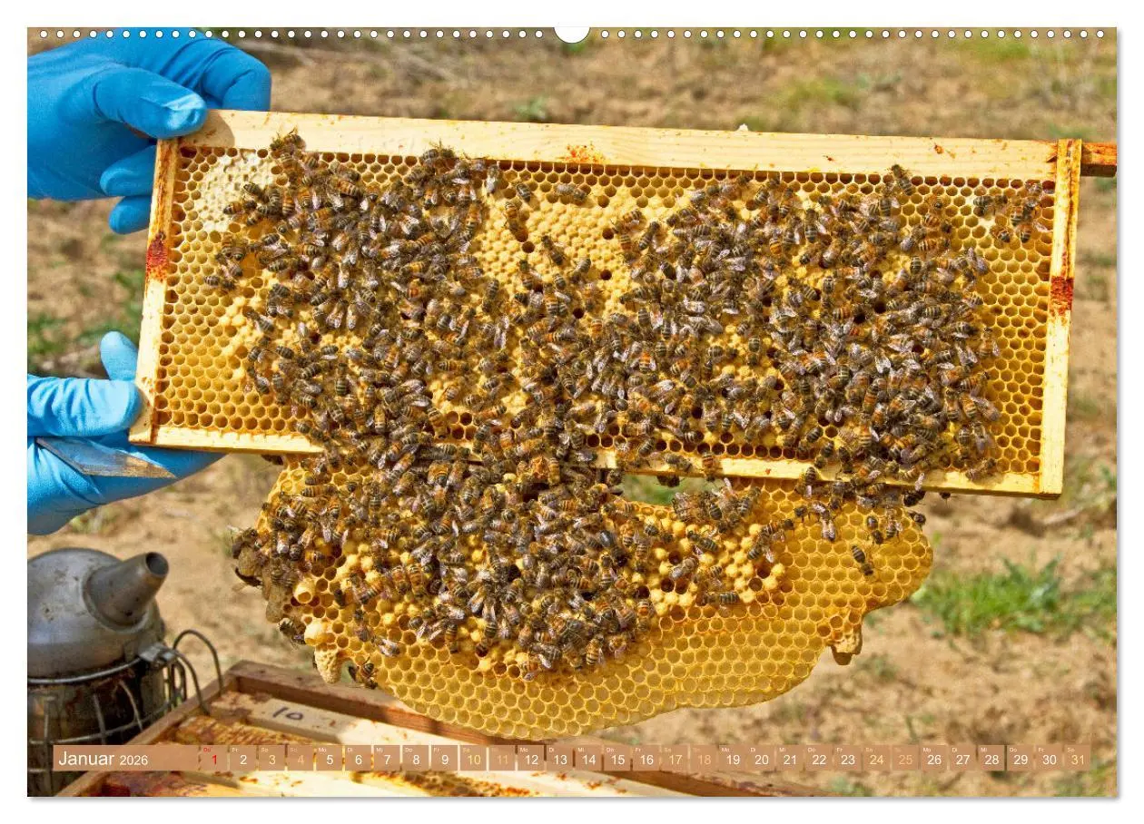 Bild: 9783457289976 | Der Imker: Leidenschaft für die Bienen (Wandkalender 2026 DIN A2...