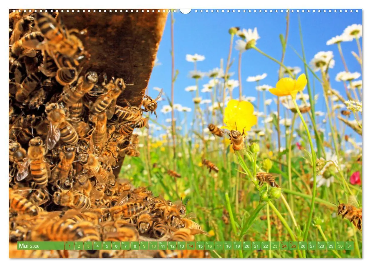 Bild: 9783457289976 | Der Imker: Leidenschaft für die Bienen (Wandkalender 2026 DIN A2...
