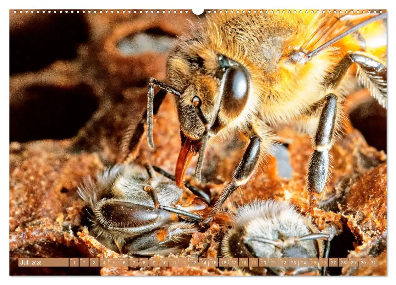 Bild: 9783457289976 | Der Imker: Leidenschaft für die Bienen (Wandkalender 2026 DIN A2...