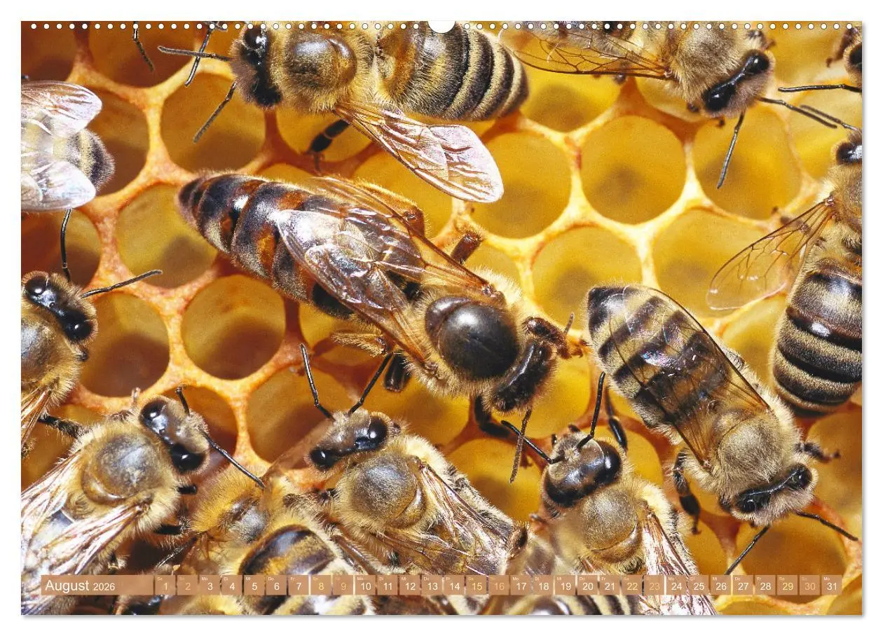 Bild: 9783457289976 | Der Imker: Leidenschaft für die Bienen (Wandkalender 2026 DIN A2...