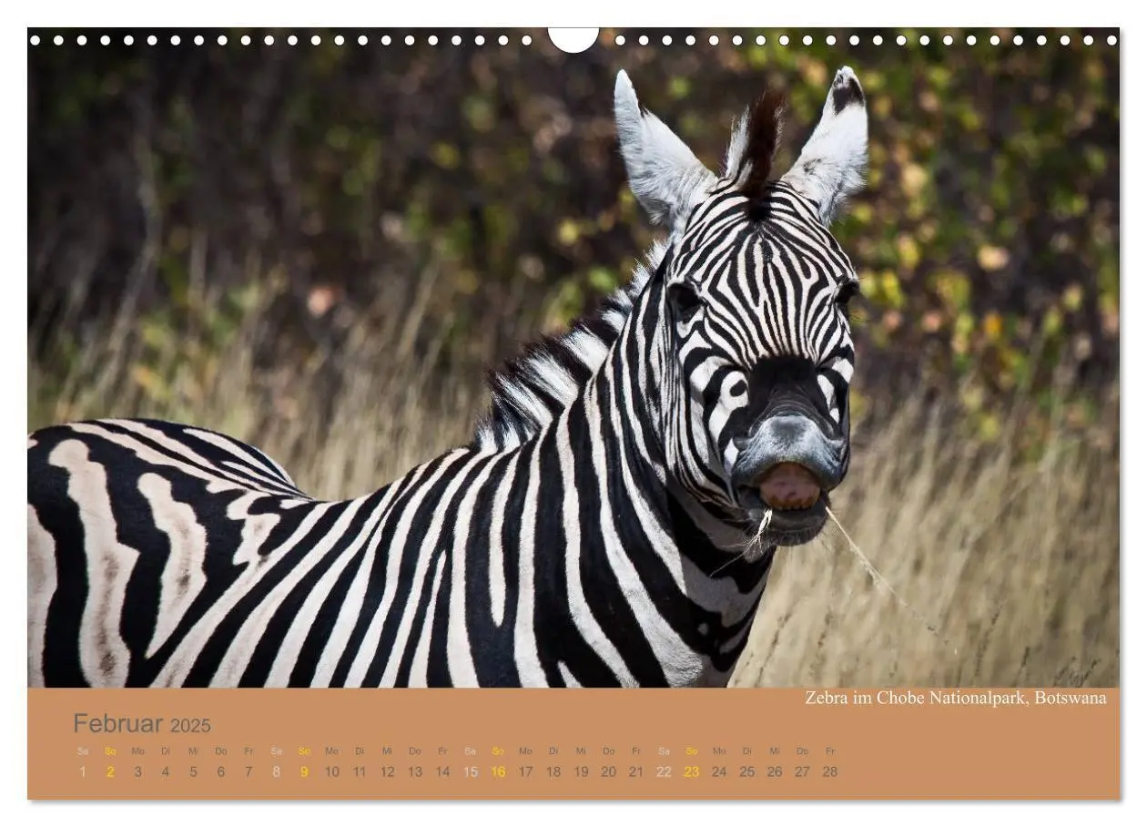 Bild: 9783435830077 | Afrika Impressionen. NAMIBIA - SÜDAFRIKA - BOTSWANA (Wandkalender...