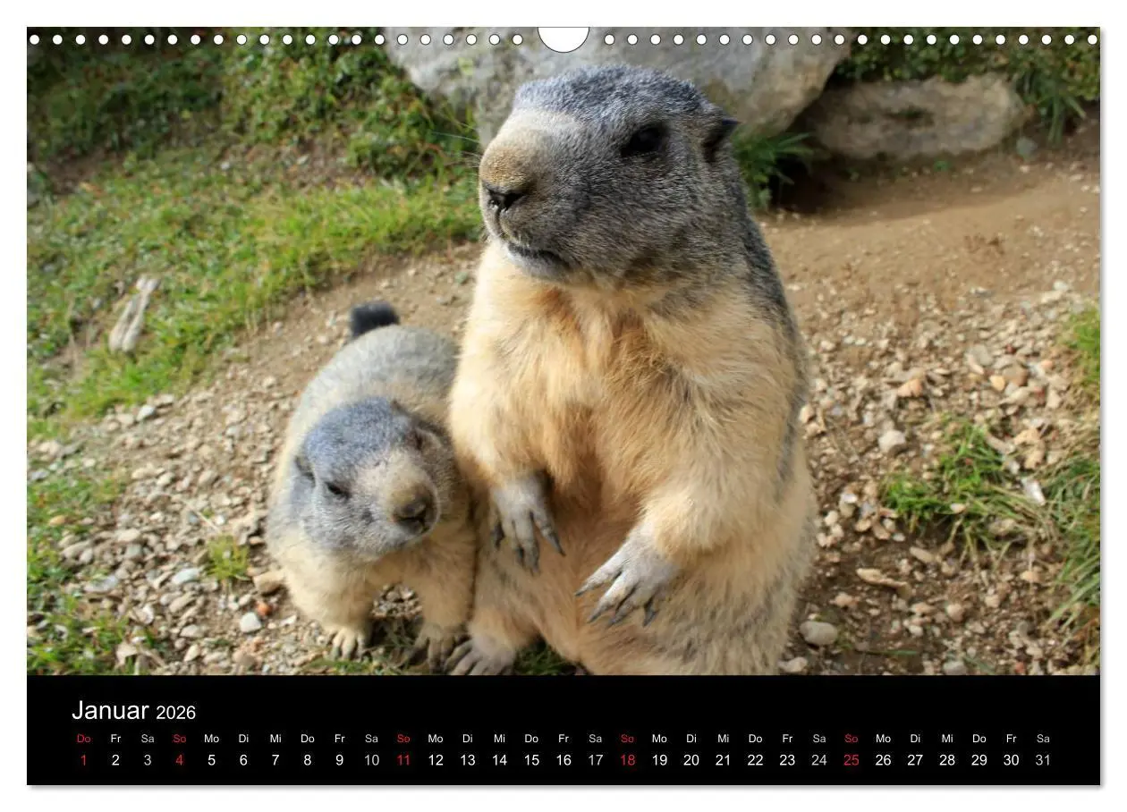Bild: 9783516180077 | Murmeltiere (Wandkalender 2026 DIN A3 quer), CALVENDO Monatskalender