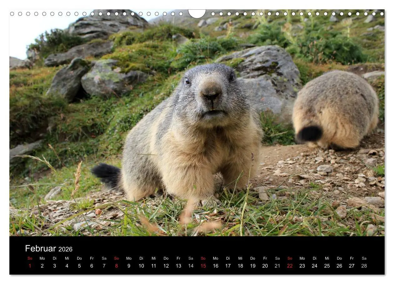 Bild: 9783516180077 | Murmeltiere (Wandkalender 2026 DIN A3 quer), CALVENDO Monatskalender