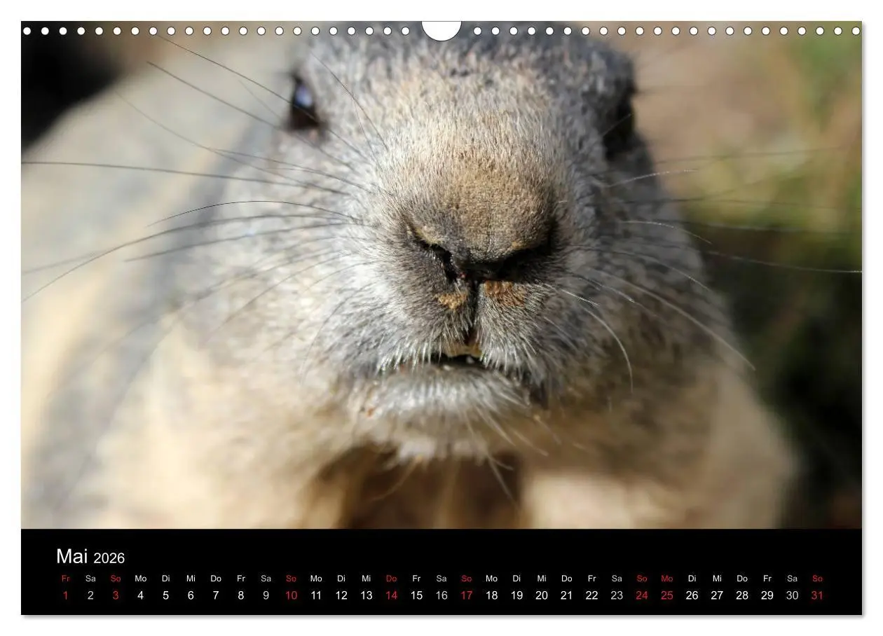 Bild: 9783516180077 | Murmeltiere (Wandkalender 2026 DIN A3 quer), CALVENDO Monatskalender
