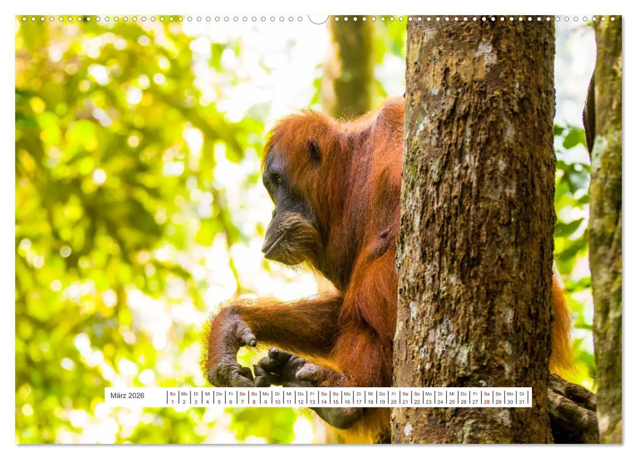 Bild: 9783457390177 | Gunung Leuser Nationalpark und seine Orang Utans (hochwertiger...